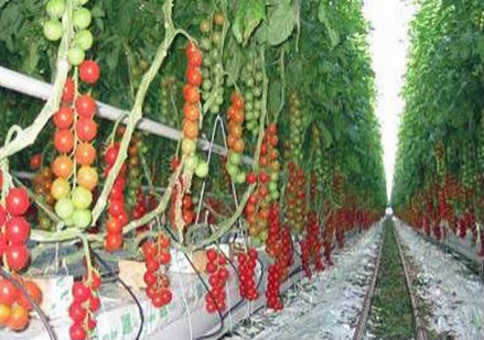 Looije Tomaten B. V.