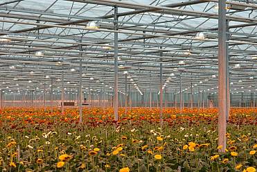 Greenhouses